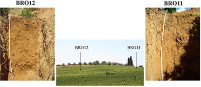 Microbial Functional Diversity in Vineyard Soils: Sulfur Metabolism and Links With Grapevine Plants and Wine Quality